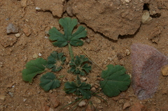 Malva aegyptia
