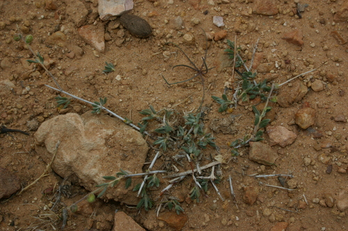 Helianthemum lippii image