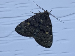Idia diminuendis