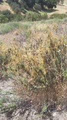Cuscuta californica