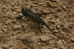 Chamaeleo chamaeleon chamaeleon