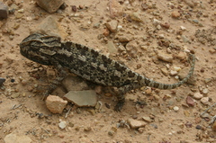 Chamaeleo chamaeleon chamaeleon