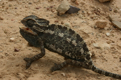 Chamaeleo chamaeleon chamaeleon