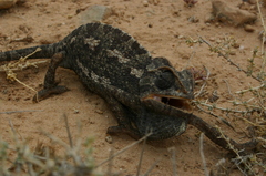 Chamaeleo chamaeleon chamaeleon
