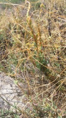 Cuscuta californica