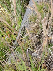 Lissolepis coventryi