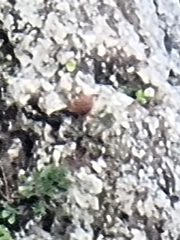 Falco tinnunculus canariensis