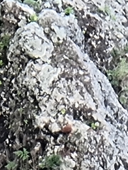 Falco tinnunculus canariensis