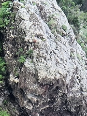 Falco tinnunculus canariensis