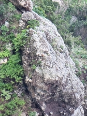 Falco tinnunculus canariensis