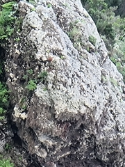 Falco tinnunculus canariensis