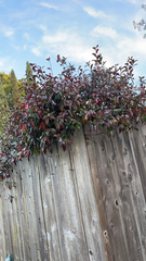 Photinia × fraseri