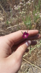 Clarkia