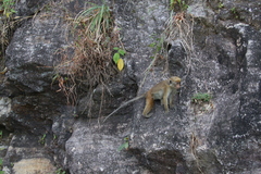 Macaca sinica