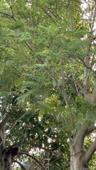 Jacaranda mimosifolia