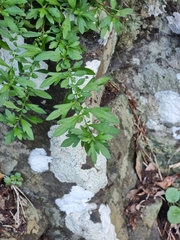 Erigeron karvinskianus image