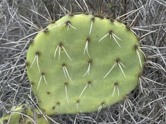Opuntia × demissa