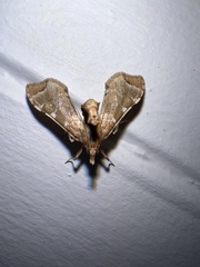 Leucinodes cordalis