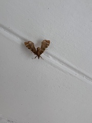 Leucinodes cordalis