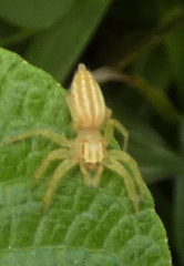 Chira
