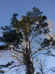 Pinus glabra