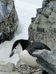 Pygoscelis antarcticus