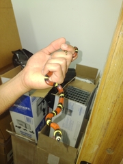 Lampropeltis abnorma