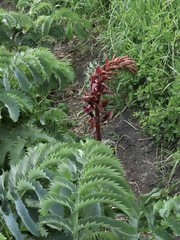 Melianthus major
