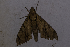 Cerberonoton rubescens