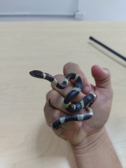 Leptodeira nigrofasciata