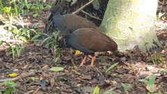 Megapodius reinwardt