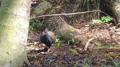 Megapodius reinwardt