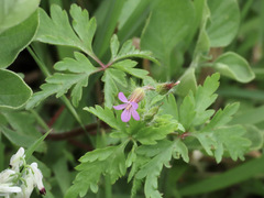 Geranium purpureum