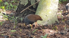 Megapodius reinwardt