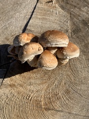 Hemipholiota