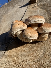 Hemipholiota