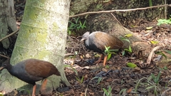 Megapodius reinwardt
