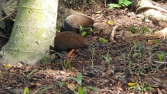 Megapodius reinwardt