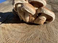 Hemipholiota