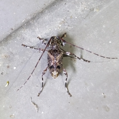 Oedopeza ocellator