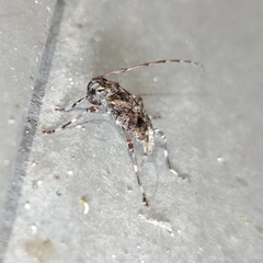 Oedopeza ocellator