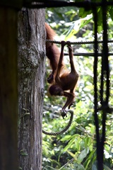 Pongo pygmaeus morio