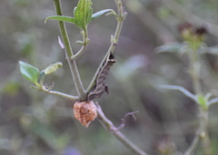 Condica albigera