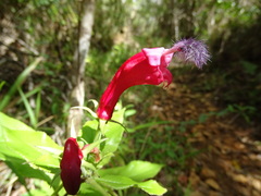 Centropogon cornutus