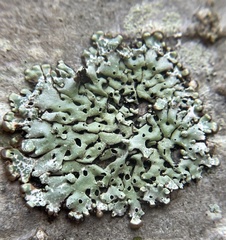 Menegazzia