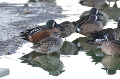 Spatula clypeata × cyanoptera