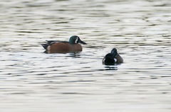 Spatula clypeata × cyanoptera