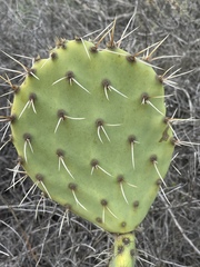 Opuntia × demissa