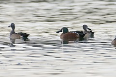 Spatula clypeata × cyanoptera