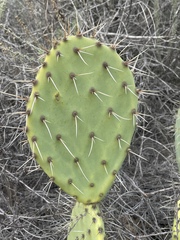 Opuntia × demissa